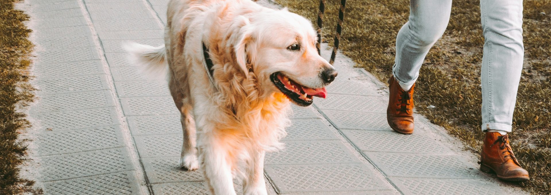 person walking beside Golden retriever on the street